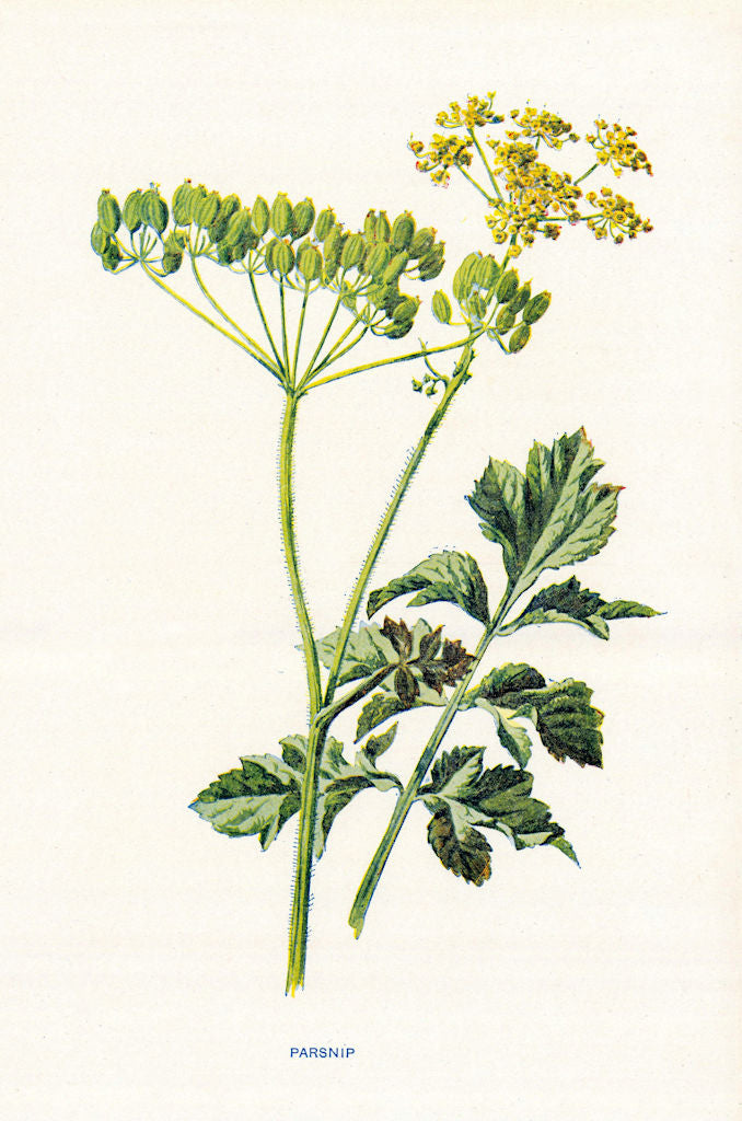 Parsnip. Wild Flowers by Frederick Edward Hulme c1895 old antique print